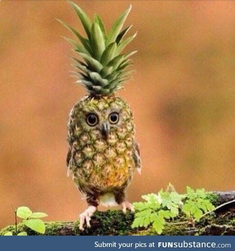 Pineowlpple!