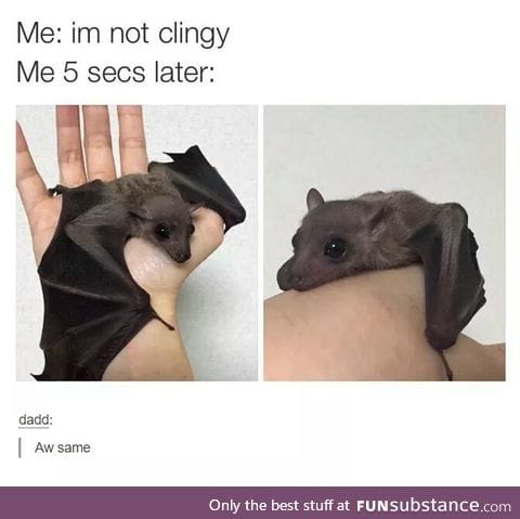 Please no leave (and I miss my pet bat)