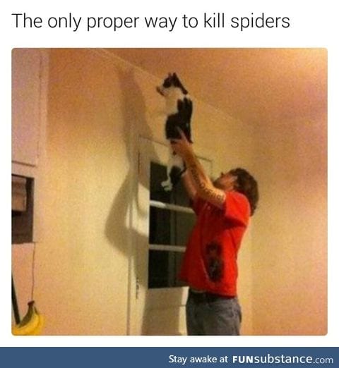 How to kill a spider safely