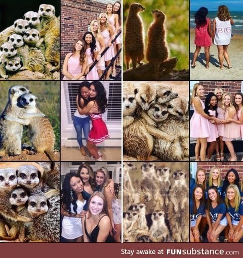 Ever notice how sorority girls pose exactly like meerkats in pictures?