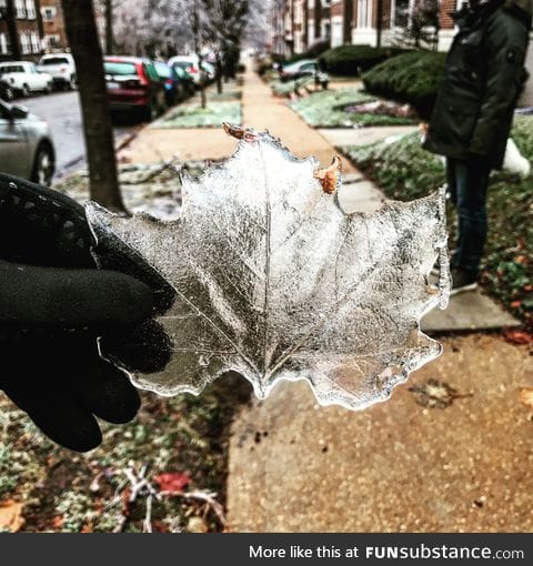 Ice Leaf after the ice storm in St. Louis