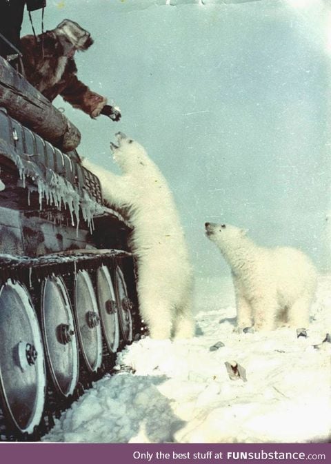 Russian soldiers feeding a polar bear from their tank 1950