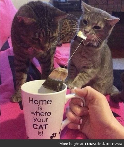 Home for cat people