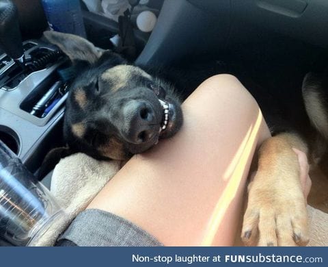 This is the happiest dog I've ever seen