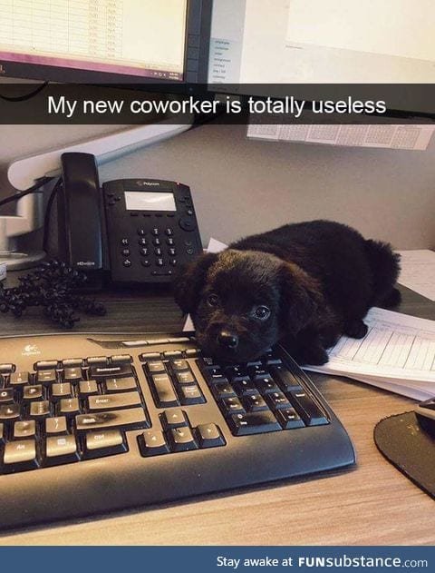 Useless and adorable