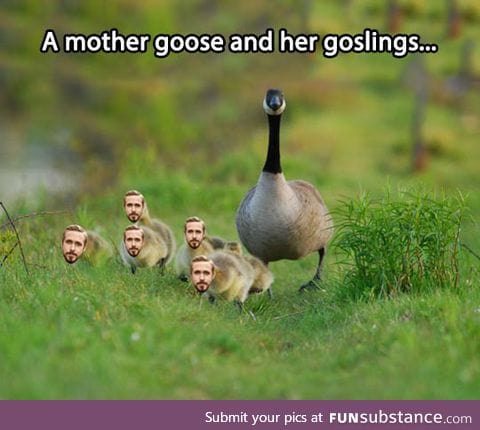 Goose and her little ryans