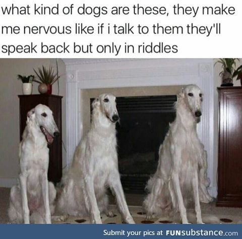 Weird dogs