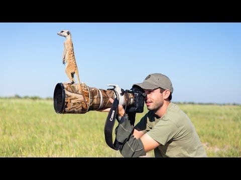 Meerkat sentries will climb just about anything to get a better view of their surroundings