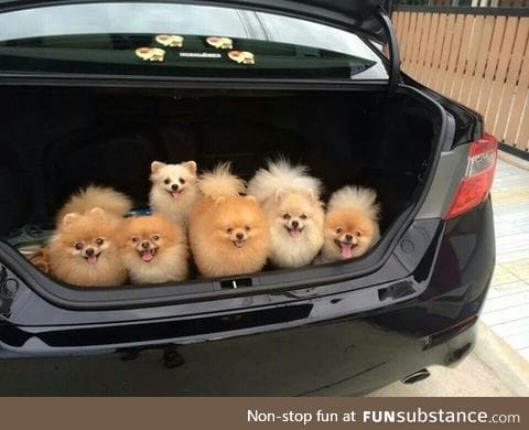 officer: pop the trunk. me: I can explain