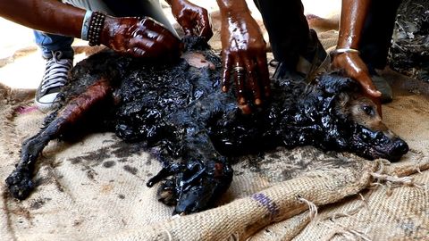 Amazing rescue of dog turned rock-solid in tar drum [disturbing]