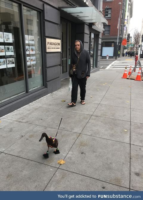 A man with two dogs in his pockets, walking a duck wearing shoes