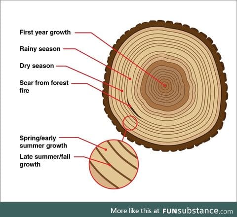 Tree rings: