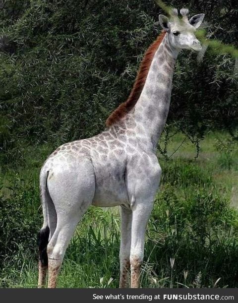 An albino giraffe