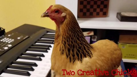 Chicken plays America the Beautiful