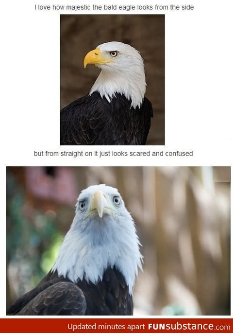 Confused bald eagles