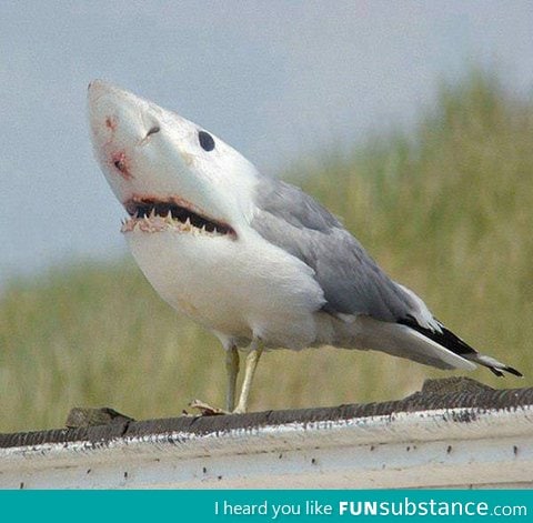 People of the Internet, I give you the Sharkbird