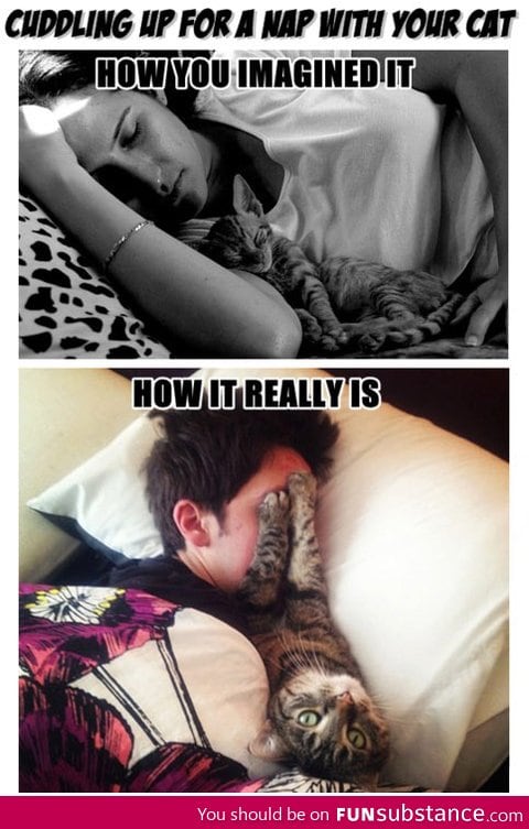 Cats aren't exactly cuddly animals