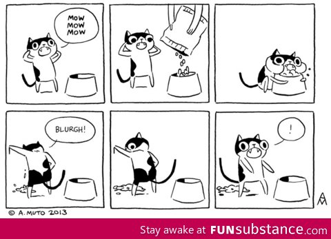 My cat does this every single time