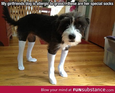 Special socks for the dog