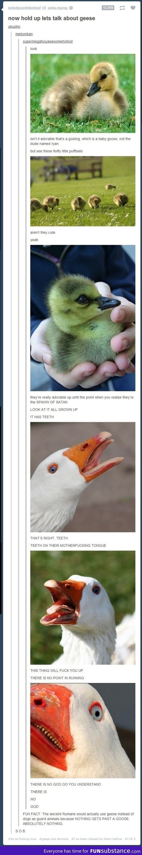 Don't F*ck With Geese