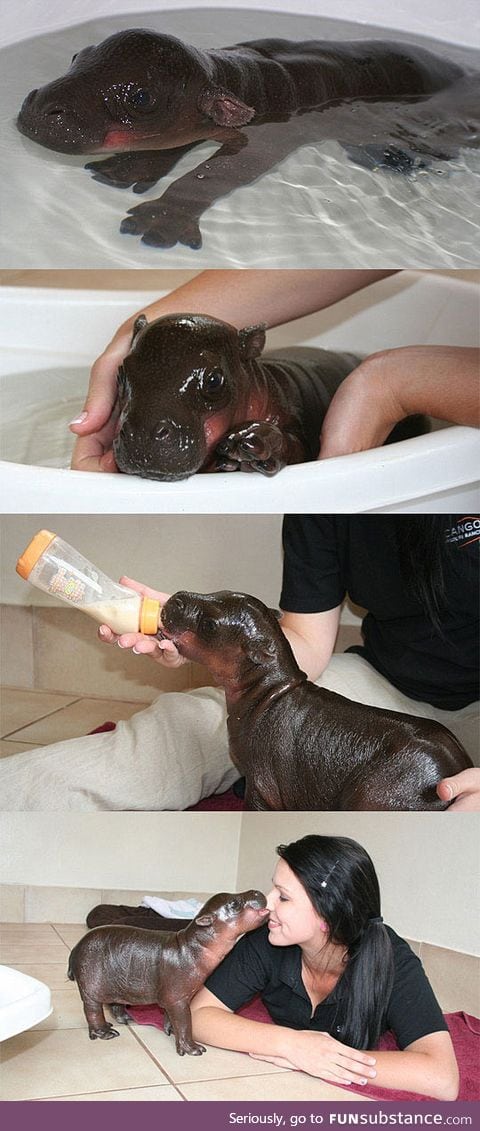 Harry the tiny baby hippo