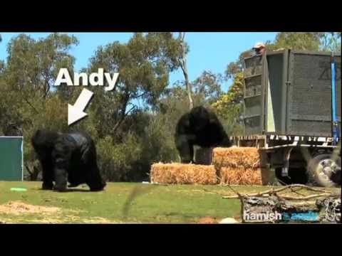 Two Australian comedians pretending to be Gorillas at a zoo