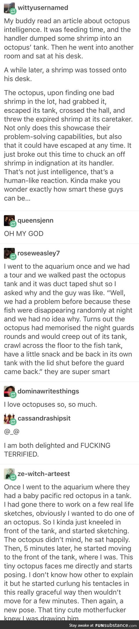 Octopi being smartasses