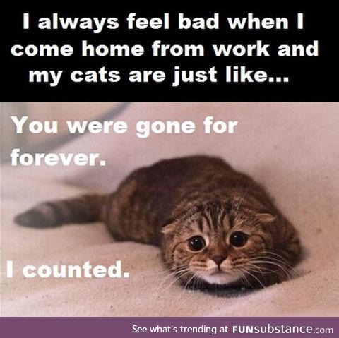 Whenever I leave my cat alone