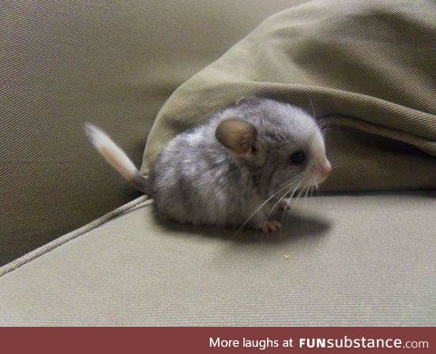 Have a baby chinchilla