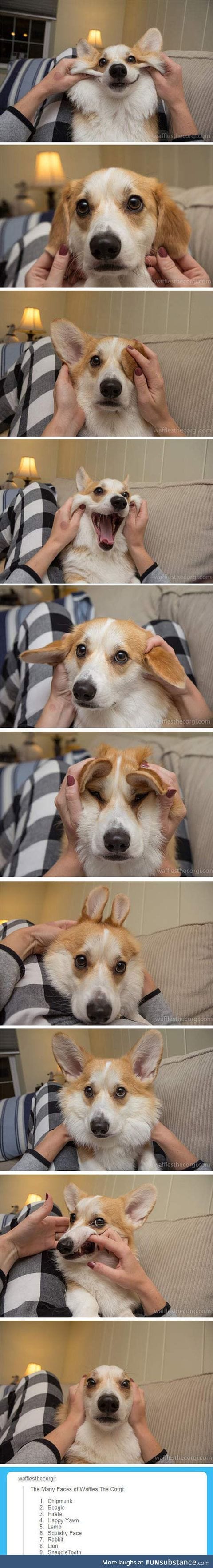 The many faces of a corgi