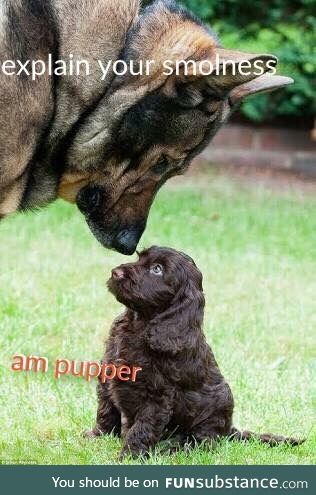 Smol pupper meets doggo