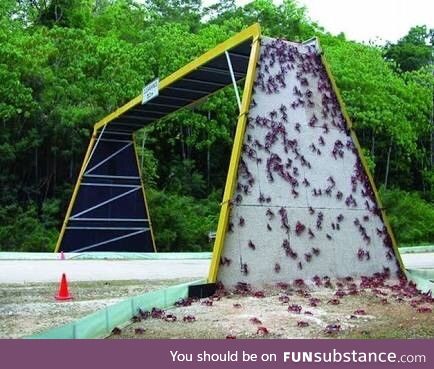 Australian red crab crossing