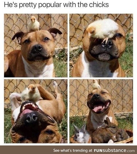 He is pretty popular with the chicks