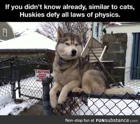 Huskies are special