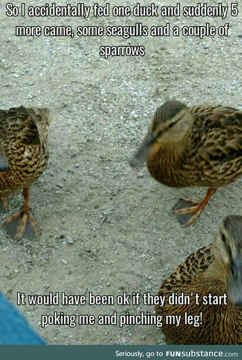 Now I know why the sign said "don't feed the ducks" I had to run for my