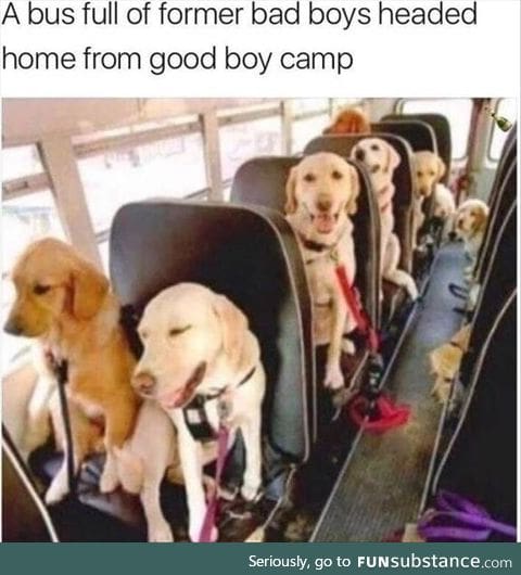 They're good dogs,Brent