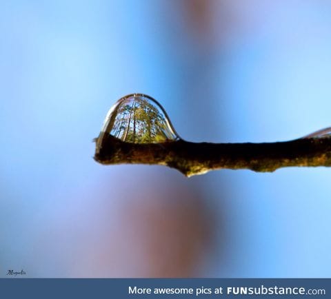 Trees refracted in a water droplet
