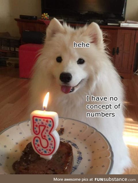 Birthday doggo