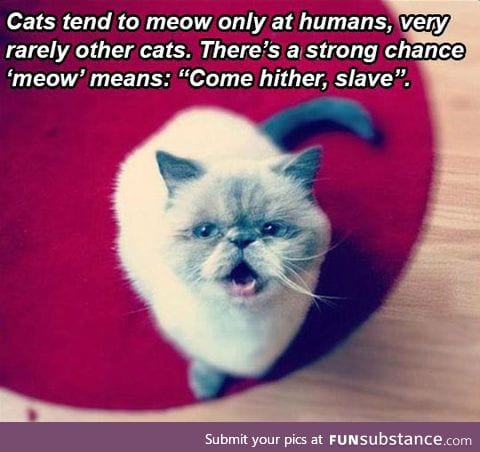 A theory about cats
