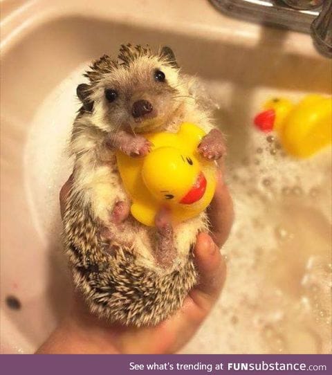 I want this hedgehog