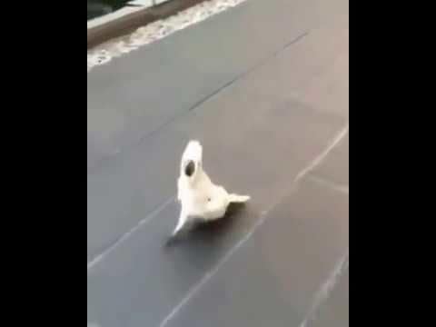 Cacatua thinks he's a dog
