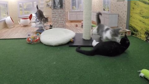 So there's a kitten reality show in Iceland called Keeping up with the Kattarshians