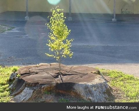 Life always finds a way