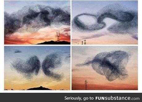 Murmuration: Bird ballet