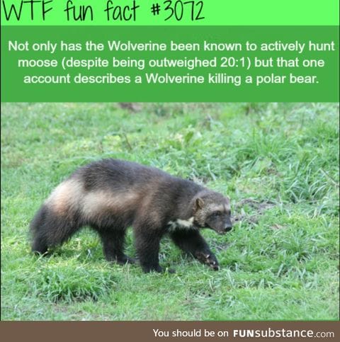 Wolverines: The honey badger's more badass cousin