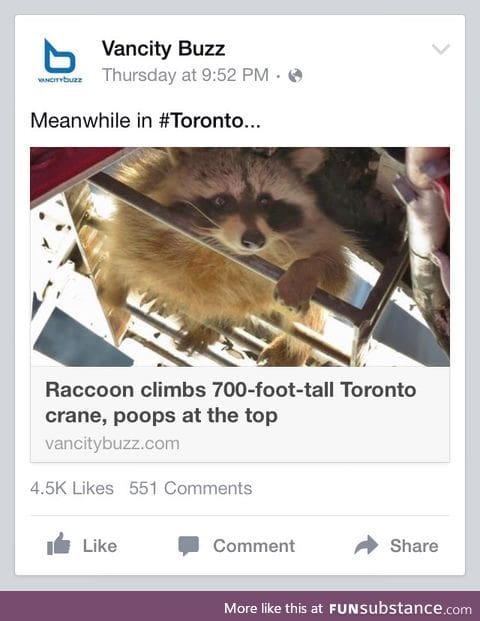 Gotta love raccoons