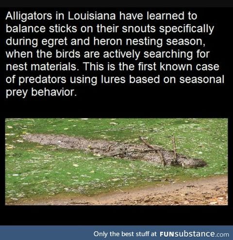 By god they're learning!