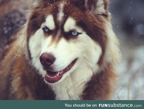 Doggo does a pretty