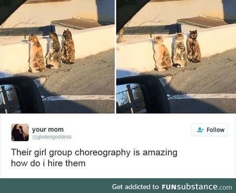Put out some catnip,play some music,and wait