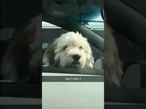Girl gets double doggoed